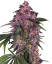 Sensi Seeds Cannabis Seeds Sensi Purple Kush® Feminized, 3-10 kpl