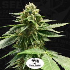 T.H.Seeds™ Graines de cannabis Melon Vader, Pack 5+1, féminisées