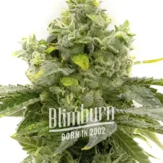 Blimburn Seeds Żerriegħa tal-Kannabis Bruce Banner Fast Blooming