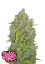 Fast Buds Cannabis Seeds BubbleGum Auto