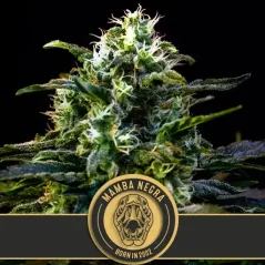 Blimburn Seeds კანაფის თესლი Mamba Negra ფემინიზებული