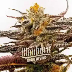 Blimburn Seeds კანაფის თესლი მეწამული ვარსკვლავის მკვლელი ფემინიზებული