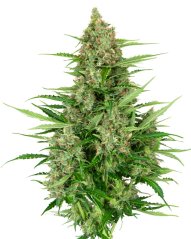 Sensi Seeds Semena konoplje Double Kush Cake Automatic Feminized, 3-10 kos