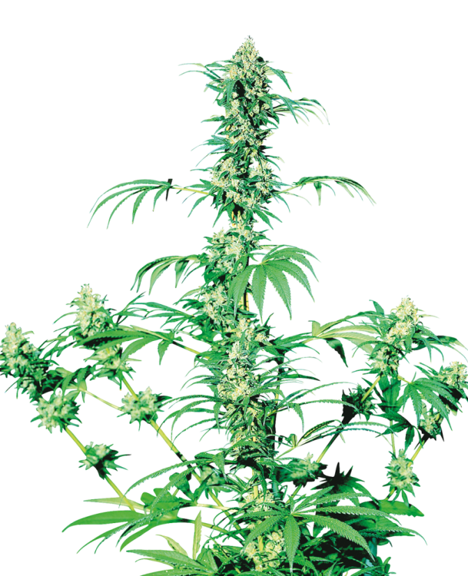 Sensi Seeds Sementes de Cannabis Early Girl® Regular, 10 unidades