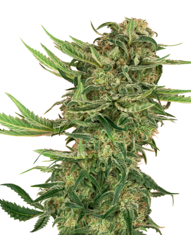 Sensi Seeds Cannabiszaden N13 Kush Gefeminiseerd, 3-10 stuks