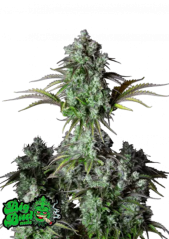 Fast Buds Żerriegħa tal-Kannabis Big Bud Auto