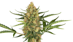 Sensi Seeds Hạt giống cần sa Blueberry Bubblegum Automatic Feminized, 3-10 hạt