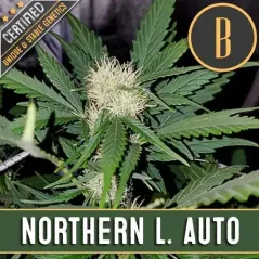 Blimburn Seeds კანაფის თესლი Northern Lights Auto