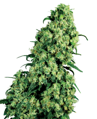 Sensi Seeds Semi di Cannabis Skunk #1 Femminizzati di White Label, 3-10 pz