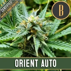 Blimburn Seeds კანაფის თესლი Orient Auto