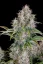 Fast Buds Cannabis Seeds Cinderella Auto