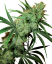 Sensi Seeds Cannabis Seeds Fruity Juice® Regular, 10 stk