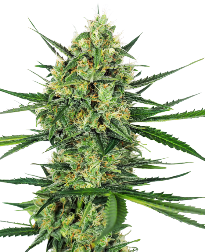 Sensi Seeds Cannabisfrø Tangerine Sugar® Feminiseret, 3-10 stk.