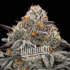 Blimburn Seeds Cannabisfrön Oreoz feminiserade