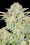 Fast Buds Cannabis Seeds Bruce Banner Auto