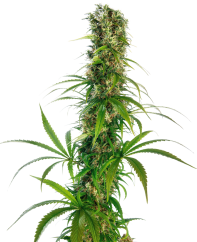 Sensi Seeds Konopljina semena Michka® Feminized, 3-5 kos