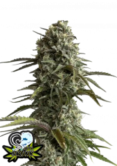 Fast Buds Sementes de Cannabis Skunk Auto