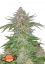 Fast Buds Cannabis Seeds Strawberry Pie Auto