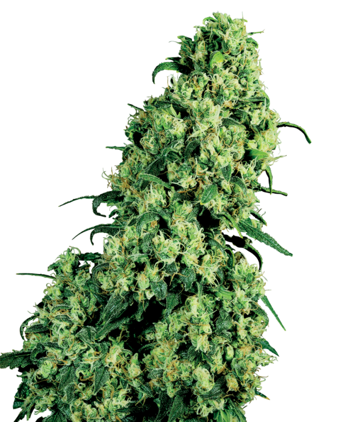 Sensi Seeds Cannabiszaden Skunk #1 Feminized van White Label, 3-10 stuks