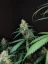 Fast Buds 420 Cannabis Seeds Cheese Auto