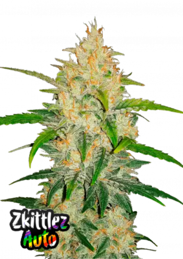 Fast Buds Семена от канабис Zkittlez Auto