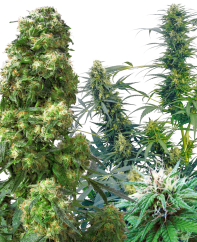 Sensi Seeds Cannabis Seeds Outdoor Mix® Regular, 25 ks