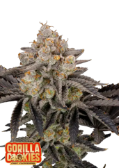 Fast Buds Sementes de Cannabis Gorilla Cookies FF