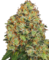 Sensi Seeds Cannabis Seeds Sweet Tangerine Tango Automatic Feminized by White Label, 3-10 db