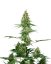 Sensi Seeds Cannabis Seeds Silver Fire® Feminized, 3-10 pcs