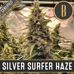 Blimburn Seeds Sementes de Cannabis Silver Surfer Haze Feminizada