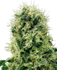 Sensi Seeds Sjemenke konoplje Pure Power Plant Feminized by White Label, 3-10 kom