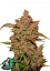 Fast Buds Cannabis Seeds Crystal Meth Auto