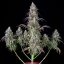 Fast Buds Sementes de Cannabis Torta de Limão Auto