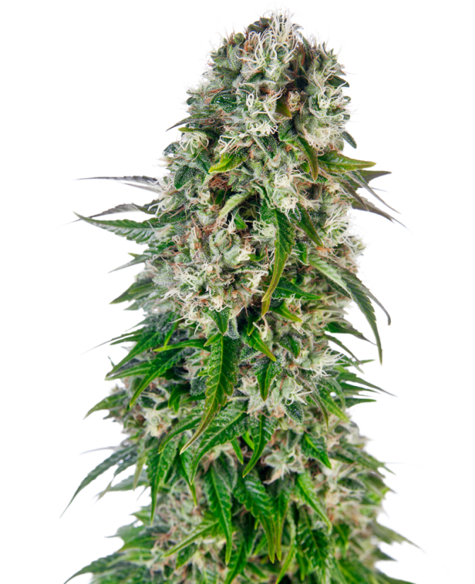 Sensi Seeds Cannabisfrø Big Bud Automatic® Feminiseret, 3-10 stk.