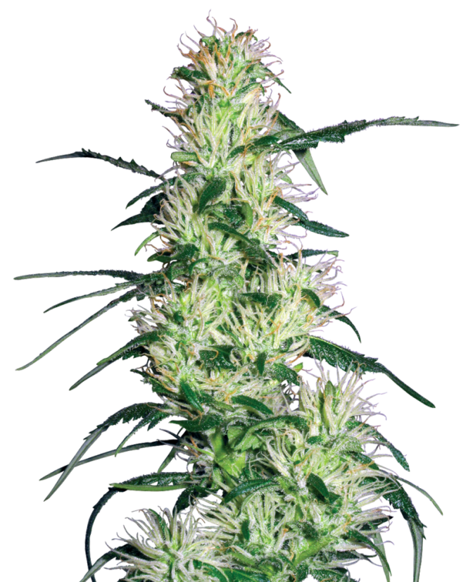 Sensi Seeds Semillas de cannabis Purple Haze Feminizadas de White Label, 3-10 uds.