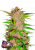 Graines de cannabis Fast Buds Fastberry Auto