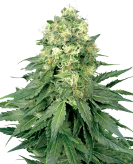 Sensi Seeds Hạt giống cần sa White Widow Feminized của White Label, 3-10 hạt