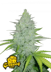 Fast Buds Żerriegħa tal-Kannabis Cheese Auto