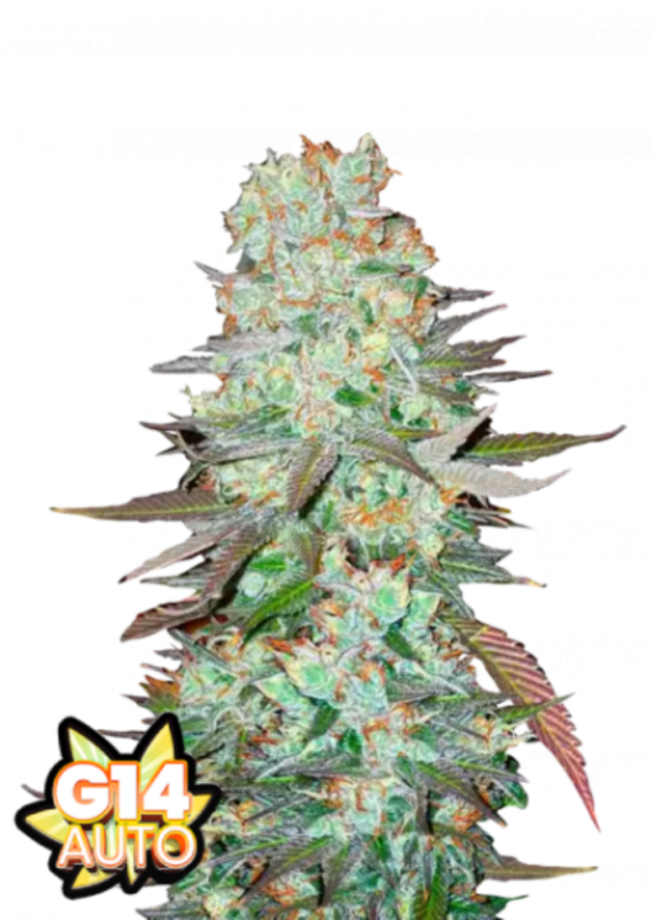 Fast Buds Żerriegħa tal-Kannabis G14 Auto