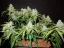Fast Buds Cannabis Seeds Green Crack Auto
