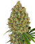 Sensi Seeds Semillas de cannabis AK-420 Feminizadas de White Label, 3-10 uds.