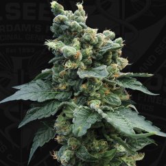 T.H.Seeds™ Cannabis Seeds SAGE™'n Sour, olika förpackningar, feminiserade