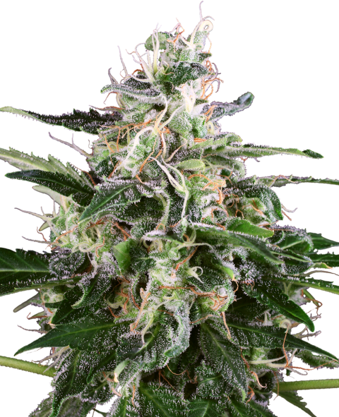 Sensi Seeds Cannabis Seeds White Skunk Automatic Feminized by White Label, 3-10 db