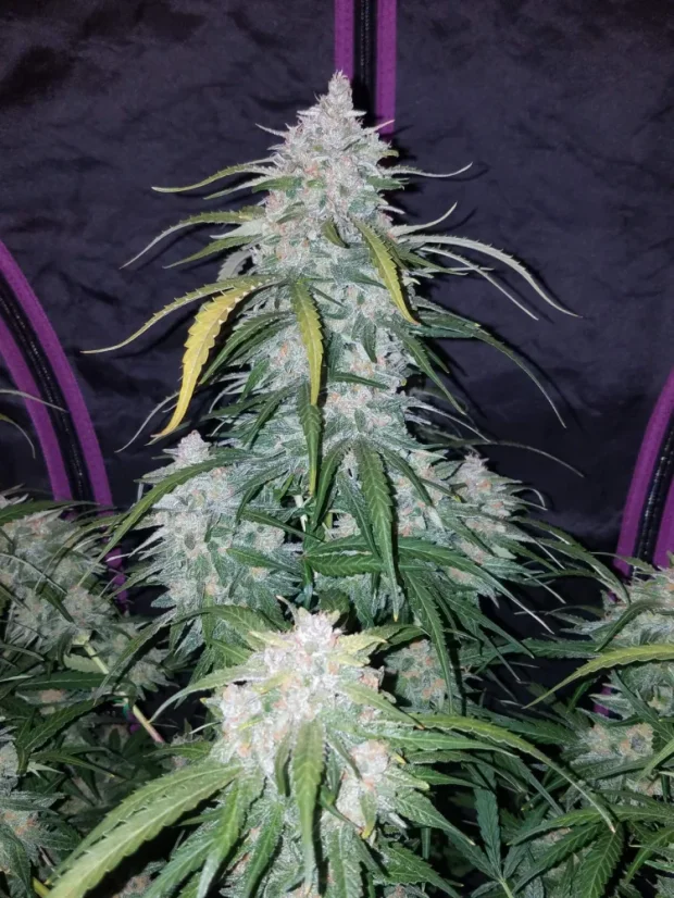 Fast Buds Cannabis Seeds Pineapple Express Auto