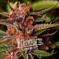 Blimburn Seeds Sementes de Cannabis Forbidden Fruit Feminizadas