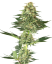 Sensi Seeds კანაფის თესლი Banana Kush Feminized by White Label, 3-10 ც.