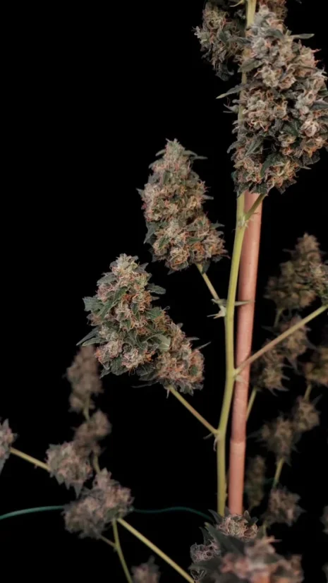 Fast Buds Sementes de Cannabis Queijo Automático