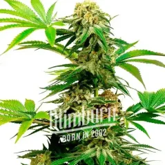 Blimburn Seeds Cannabiszaden Harlequin Gefeminiseerd