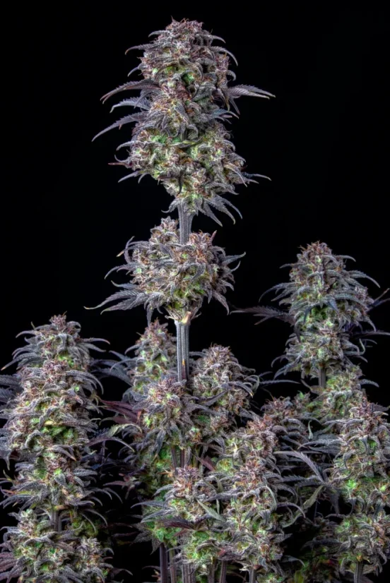 Fast Buds Cannabis Seeds Blueberry Auto