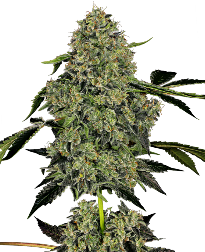 Sensi Seeds Cannabis Seeds OG Kush Automatic Feminized by White Label, 3-10 db